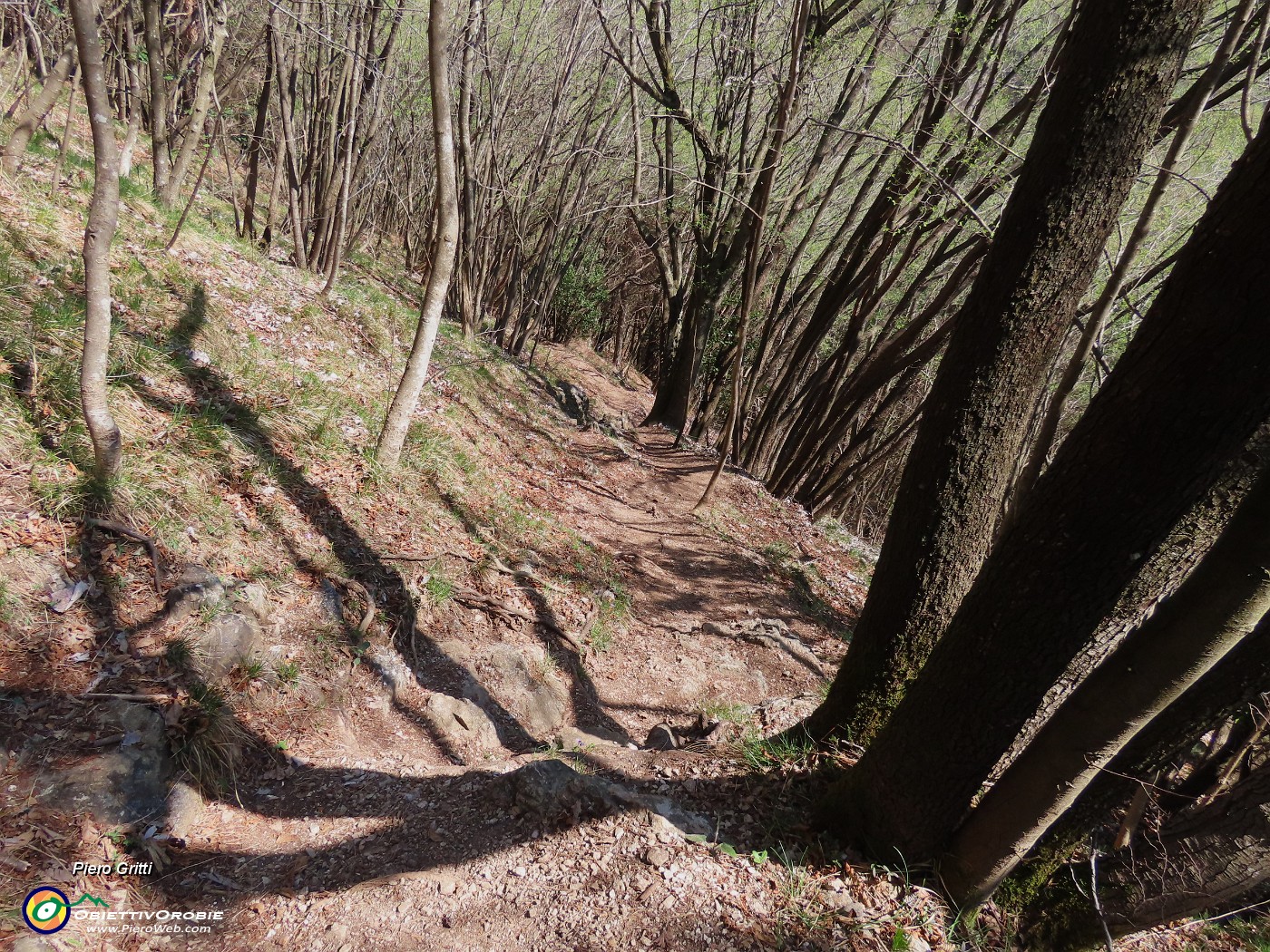66 Bella la discesa su comodo sentiero tra maestosi carpini neri.JPG